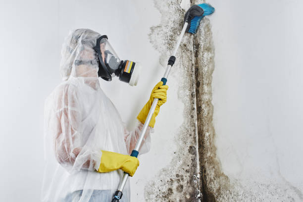 Best Mold Testing and Inspection Services in Laurie, MO