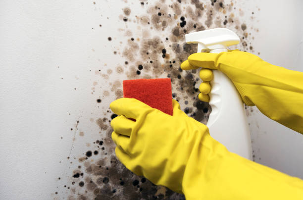 Best Kitchen Mold Remediation in Laurie, MO